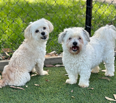 Lyndhurst Lodge Pet Resort