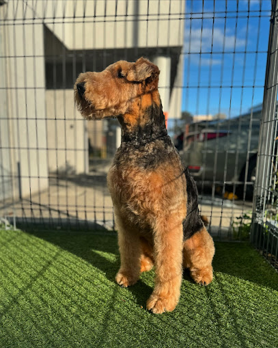 Mugo Dog Grooming