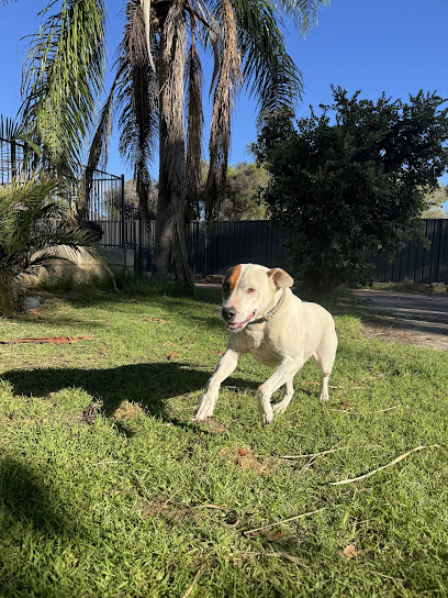 A Pet Resort