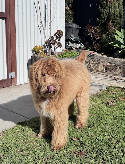 Jim’s Dog Wash Hallett Cove