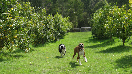 Dogdayz Dog Boarding – Diggers Rest/Toolern Vale