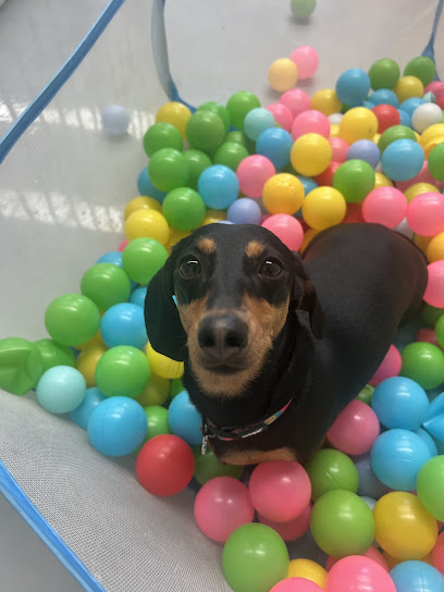 Ocean Grove Dog Day Care Polly’s Playhouse