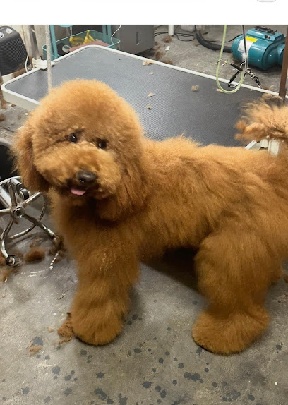 Buttercut Pet Grooming Port Melbourne