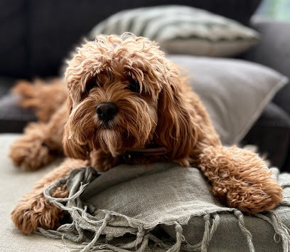 Paperbark Nature Dog Spa