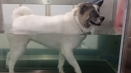 Bounce Back Canine Hydrotherapy