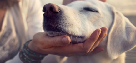 From A Dog’s View