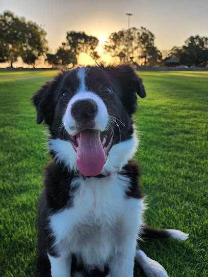 Skyview Dog Training