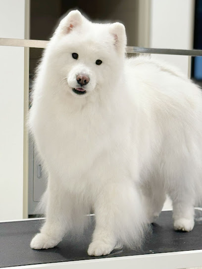 Baby pet grooming