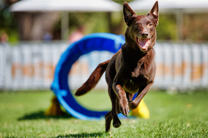 Here Boy Dog Training