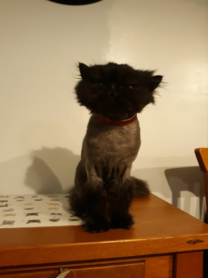 Meow 2 Wow Cat Grooming