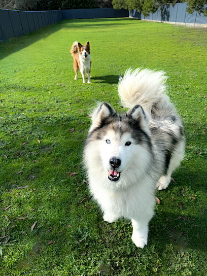 Kip Mornington Dog Boarding