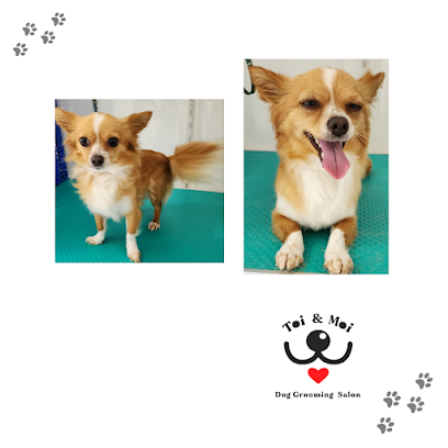 Toi&Moi Grooming Salon