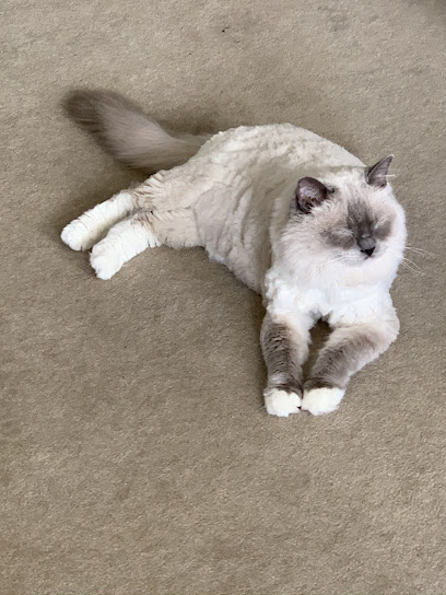 Cathie’s Cat Grooming