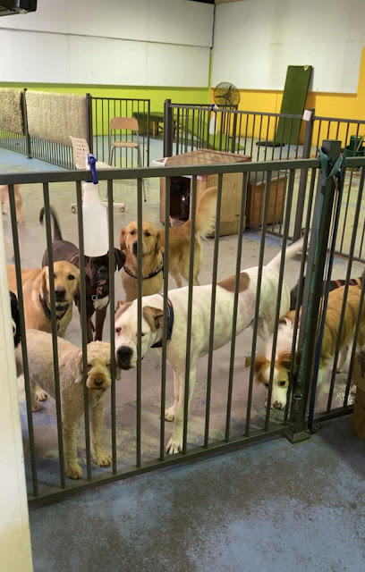 Canine Lounge