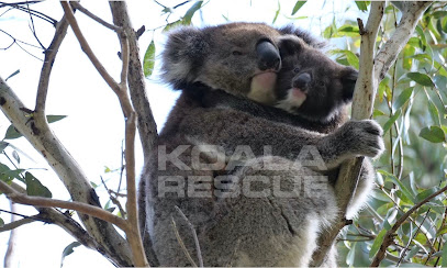 KOALA RESCUE