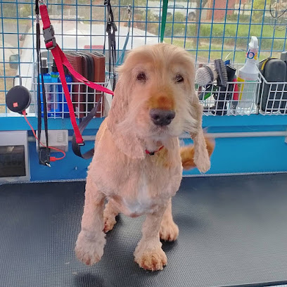 Bingo Dog Wash