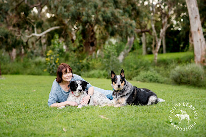 Dog Knows Training and Behaviour Consulting