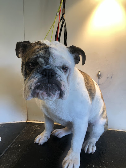 Fresh Pooch Mobile Dog Grooming