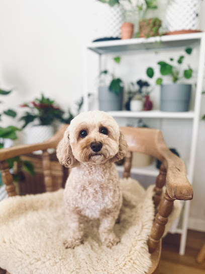 Neighbour Dog Grooming