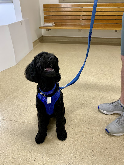 Smart Choice Dog Training