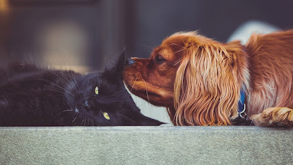 Perth’s Animal Training Specialists