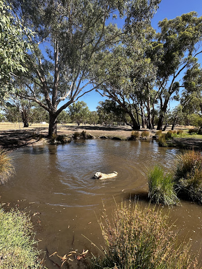 Wookie Dogs Day Care Perth