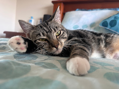 House of Chances Animal Rescue