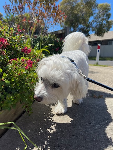 Jessica’s Dog Walking And Pet Sitting Services