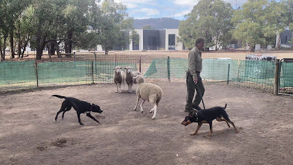 Herding Dog Training