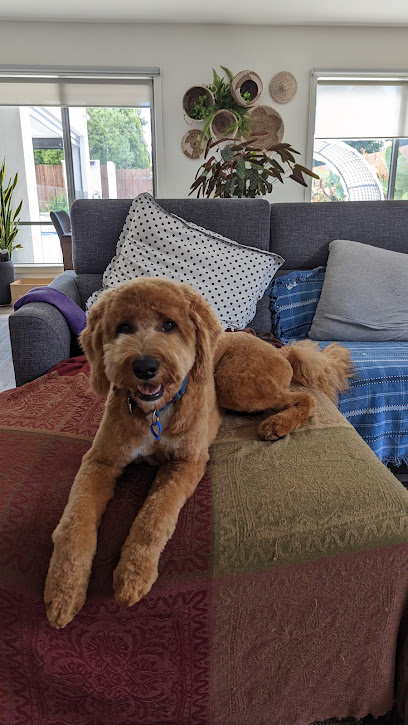 Studio 50 Paw