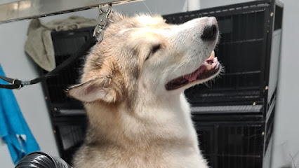 Qpaw Pet Grooming