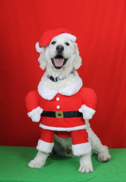 Laughing Dog Day Care