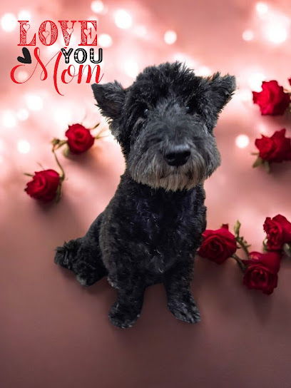 Le Shaggy Chic Dog Grooming