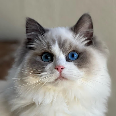 Onpoint Ragdolls