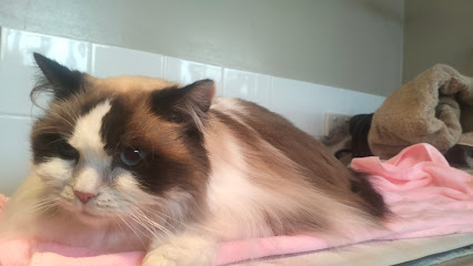 Scaredee Cats Cat Nanny & Cat Grooming