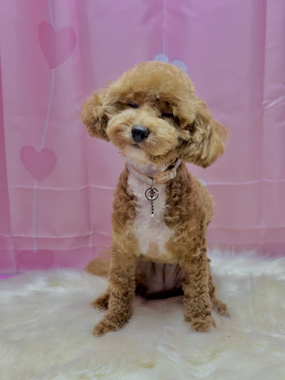 Pawz Parlour – Perth’s Premium Mobile Paw Spa