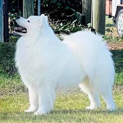 Kalaska Samoyeds