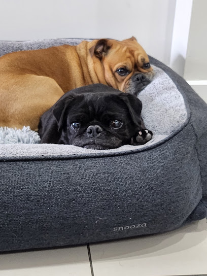 SitStay – Vet Nurse Sitters