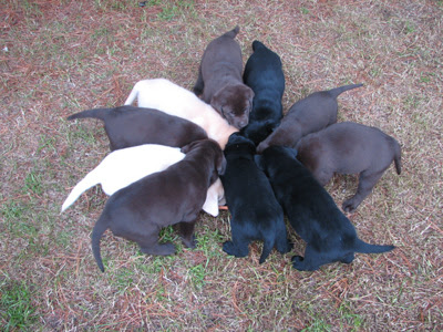 Minamere Labradors