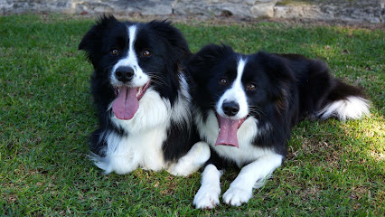 K9 Playtime Doggy Daycare & Dog Grooming