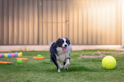 Noblestarzz Border Collies & Boarding Kennels