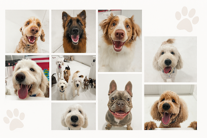 Golden Paws Dog Daycare and Grooming