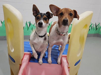 Playful Pups Doggy Daycare