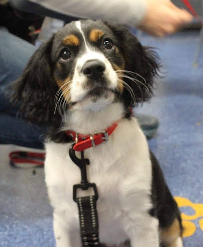 Good Boy Olly