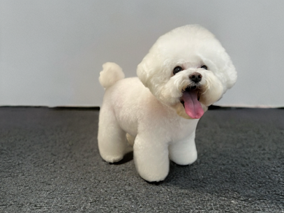 Paw Points Grooming (Pet Grooming)