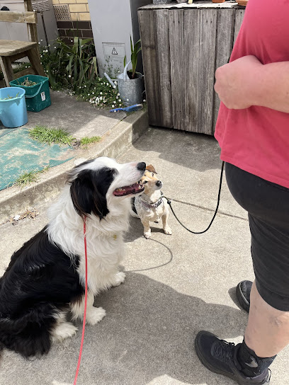 Mindfulness Dog Training