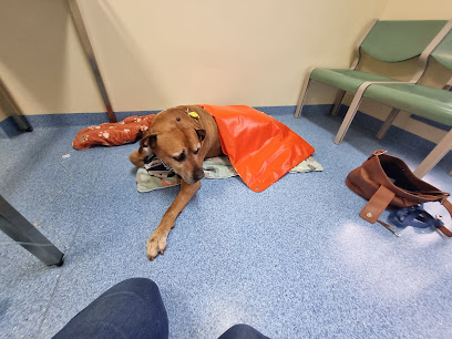 Southern Animal Hospital