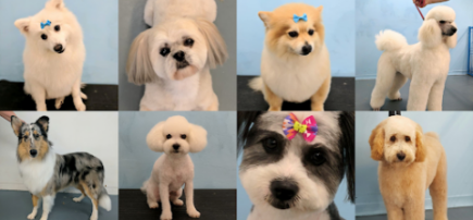 Blue Ribbon Dog Grooming
