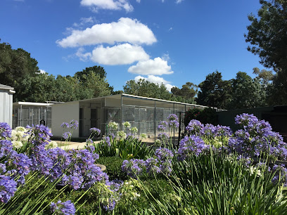 Dogdayz – Dog Boarding Greenvale