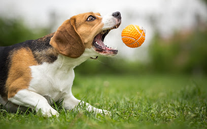 Direct K9 Services